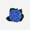 Hortensia Azul Oscuro Toronto Premium - Hortensiapolis
