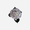 Hortensia Lila Miami Premium - Hortensiapolis