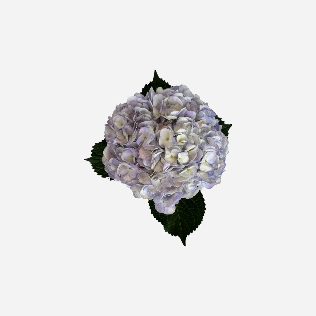 Hortensia Lila Miami Premium - Hortensiapolis