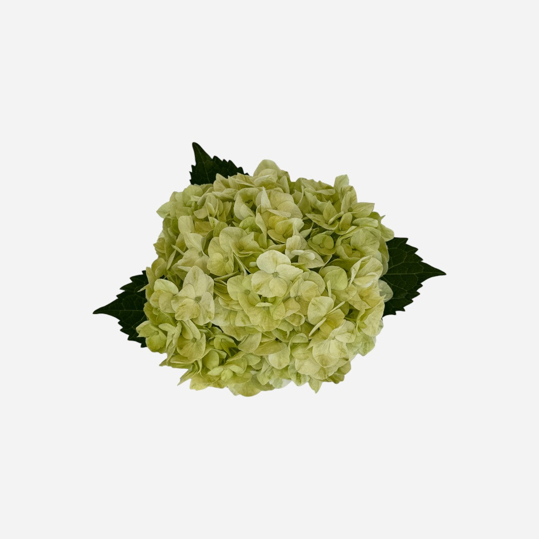 Hortensia Amarillo Limón Shanghai Premium - Hortensiapolis