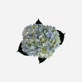 Hortensia Azul Claro Barcelona Premium - Hortensiapolis