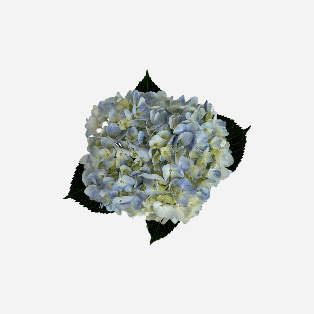 Hortensia Azul Claro Barcelona Premium - Hortensiapolis