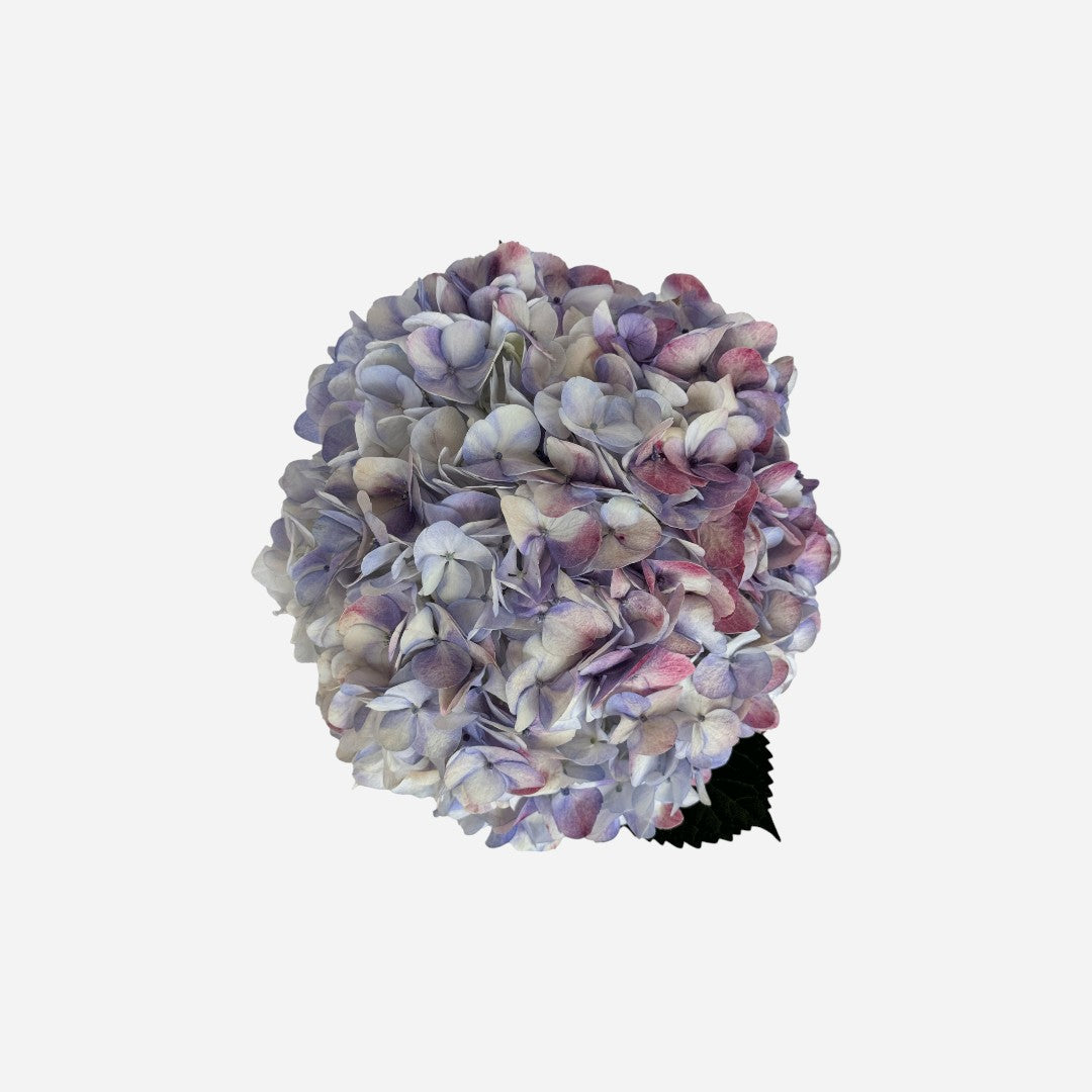 Hortensia Lila Antique Santiago Premium - Hortensiapolis