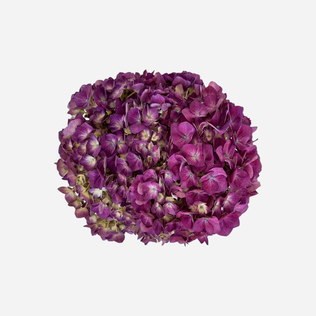 Hortensia Morada Medellín Premium - Hortensiapolis