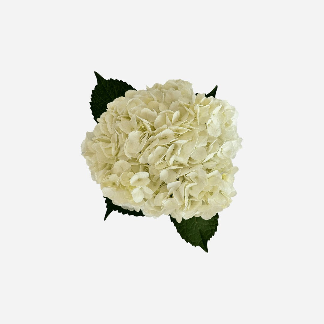 Hortensia Blanca Santorini Premium - Hortensiapolis