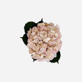 Hortensia Rosa Claro Seúl Premium - Hortensiapolis