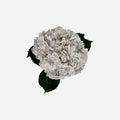 Hortensia Lavanda Sídney Premium - Hortensiapolis