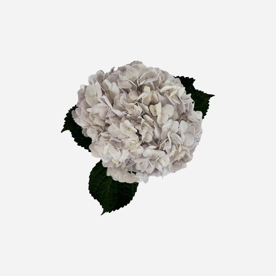 Hortensia Lavanda Sídney Premium - Hortensiapolis