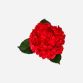 Hortensia Rojo Intenso París Premium - Hortensiapolis