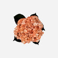 Hortensia Salmón Dallas Premium - Hortensiapolis