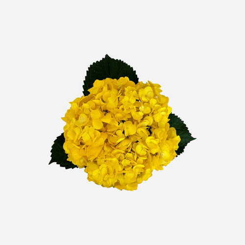 Hortensia Amarillo Intenso Dubái Premium - Hortensiapolis