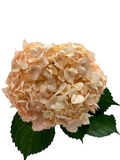 Hortensia Salmón Dallas Premium