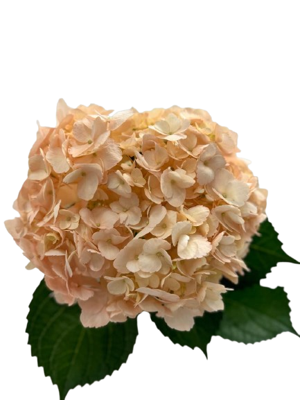 Hortensia Salmón Dallas Premium