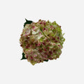 Hortensia Verde Antique Roma Premium - Hortensiapolis